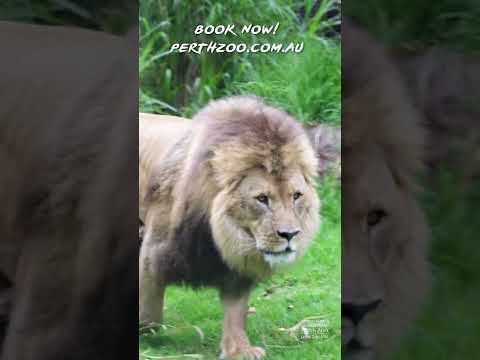 Jelani the new mane man | Perth Zoo #shorts