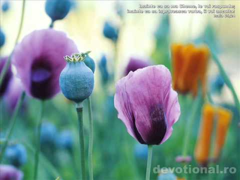 FR VIOREL SA MOR DE SETE