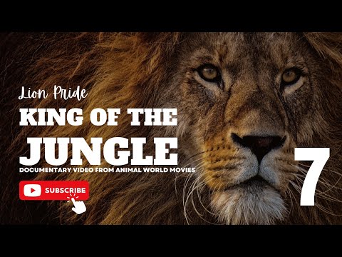 South African Safari | Lions life | Adventures  with Lions  Wildlife Documentary National Geographic