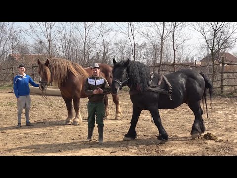 Armasarii lui Sebi de la Mediesu Aurit, Satu Mare - 2023 Nou!!!