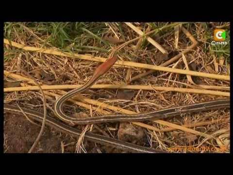 Food Shortage Drives Snakes To Humans