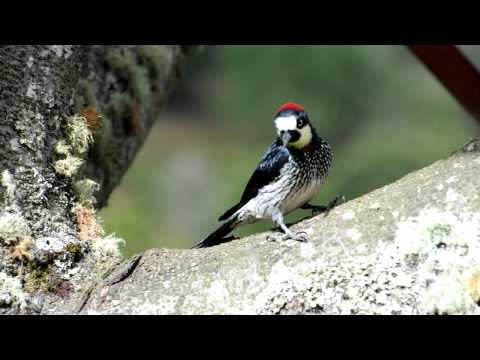 Melanerpes formicivorus