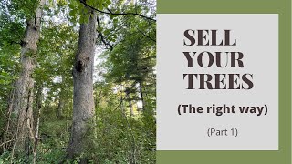 How to sell your trees (part 1)