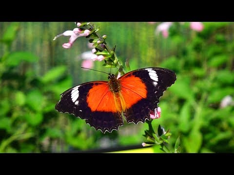 Bribie Island Butterfly House