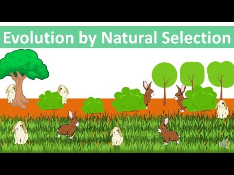 Evolution by Natural Selection (updated)