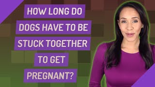 How long do dogs have to be stuck together to get pregnant?