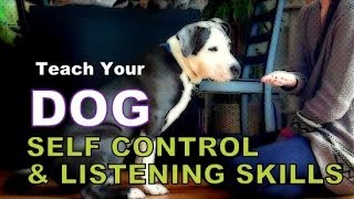 Increase Your Dog's Self Control, Listening Skills & Mental Stimulation - 5 Exercises to play