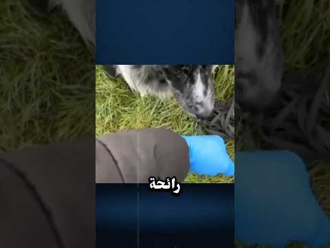هيك بقدرو يكشفو الأسلحه والممنوعات 😨