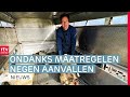 Negende wolfaanval bij dezelfde boer & extra geld voor schaapskuddes | Drenthe Nu