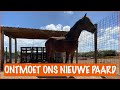 We gaan een paard ophalen! | DierenpraatTV