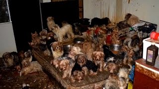 92 Yorkies Found Living in Filth Find New Homes, Hoarders Agree to Probation