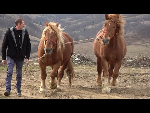 Iepele lui Nicusor de la Abrud, Alba - 2020 Nou!!!