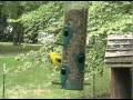 American Goldfinch Song 