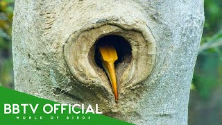 Download lagu 20 Hornbill Birds You Won’t Believe Nest Like This | Wildlife Documentary | BBTV mp3 Download lagu 20 Hornbill Birds You Won’t Believe Nest Like This | Wildlife Documentary | BBTV mp3