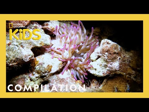 Scuba Sam's World | 10 Minutes | Nat Geo Kids Compilation | @natgeokids