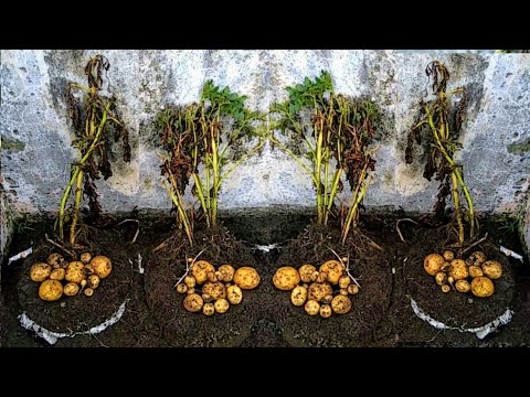 , title : 'Cara Menanam Kentang Dari Semai Sampai Panen || How to Grow Potatoes From Seed to Harvest.'