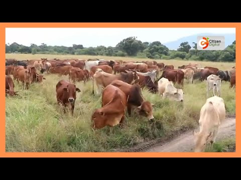 Mifugo wameanza kufa kwa kukosa malisho na maji Kaskazini Mashariki