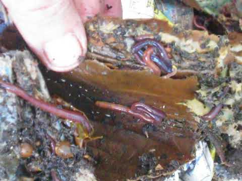 Worms living in and loving in corrugated cardboard
