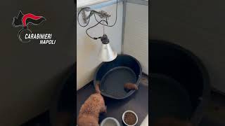 canile-lager-e-social-26-barboncini-toy-sequestrati-sul-solaio-di-un-palazzo