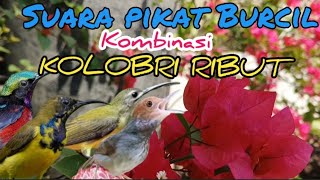 Download lagu Suara Pikat Burcil Kombinasi Kolibri Ribut Dan Prenjak Starter mp3