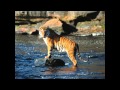 Survivor - Eye of the tiger (remix version) s [HD ...