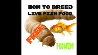 HOW TO BREED LIVE FOOD FOR AQUARIUM FISH |मछली के लिए ज़िंदा खाना कैसे बनाये | BLOOD WORMS & LARVA|