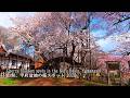 Japan S Oldest Cherry Tree The Jindai Zakura And Others