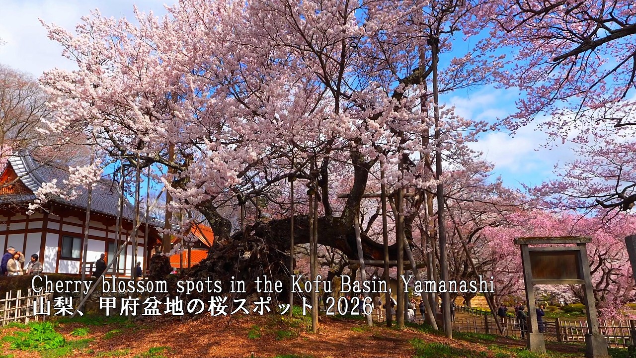 Japan's oldest cherry tree, the Jindai-zakura, and others