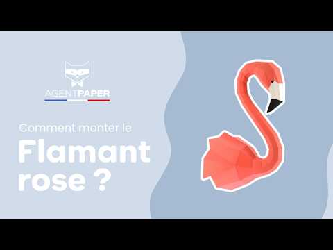 Flamant rose - vidéo de présentation