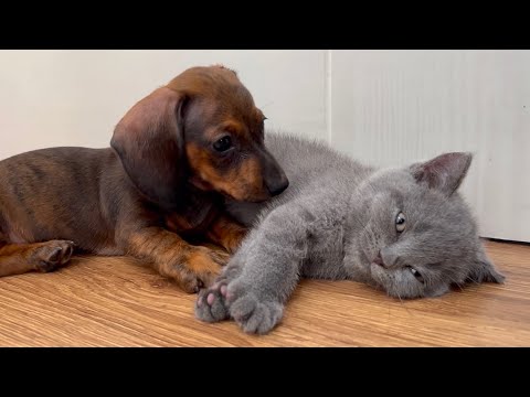 YouTube 썸네일