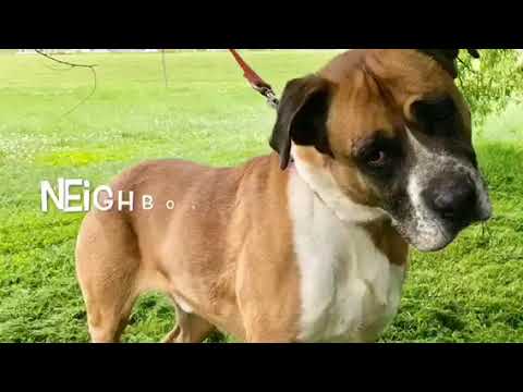 Ruger, an adopted Boxer & German Shepherd Dog Mix in Kittanning, PA_image-1