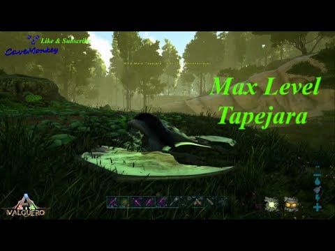 Tapejara Max Level on  Valguero  º¿º