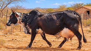 Um NOVO CONCORRENTE Para o Gir Leiteiro e o Girolando?