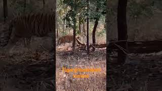 August 17, 2022 ,kanha national park