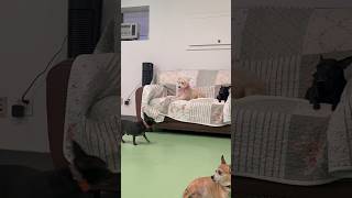 Video preview image #1 Mutt Puppy For Sale in Phoenix, AZ, USA