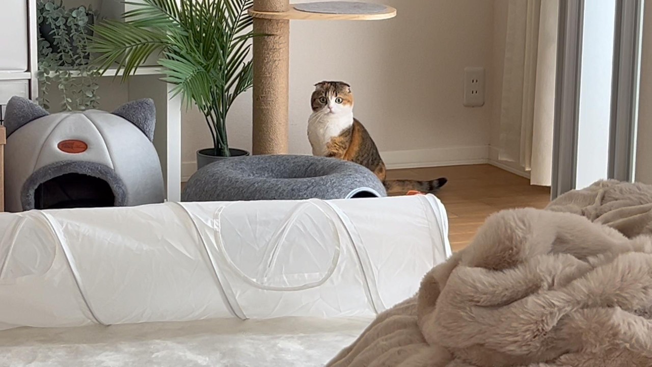 追い詰められると切ない顔をする丸顔