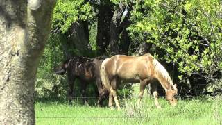 Why Horses Change Colors - What Color Is Your Horse's Skin? Dangers Of Spring Grass