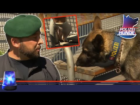Intensive Ausbildung zum DROGEN-SPÜRHUND 💊 | Polizeihunde | ATV