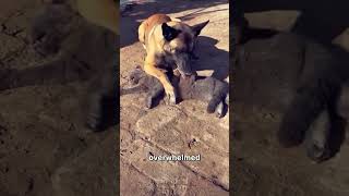 Dog Refuses to Leave Dead Cat Friend 🥺❤️