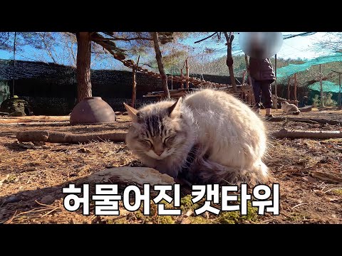 허물어진 캣타워를 정리하던 날, 예기치 못한 사고