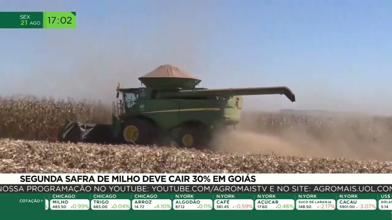 Segunda safra de milho deve cair 30% em Goiás