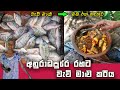 Delicious Lake Fish Curry Recipe In Village Style Sri Lanka