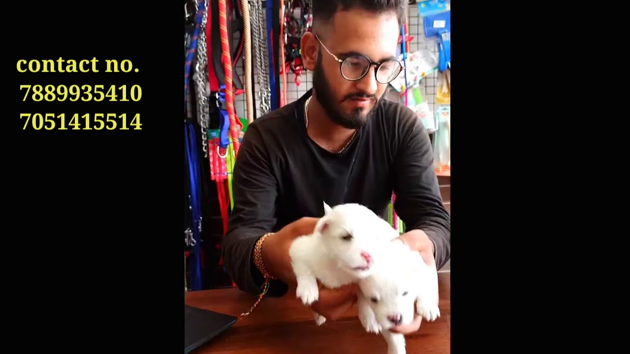 Whole pet shop Jammu and kashmir💯at cheap price, all categories available