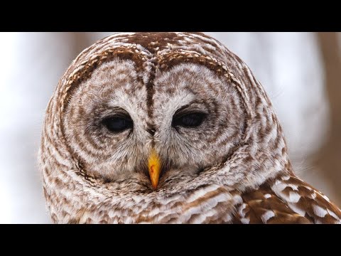 Barred Owl Calls | Barred Owl Sound Effects | Owl Singing | Owl Sounds at Night | No Music