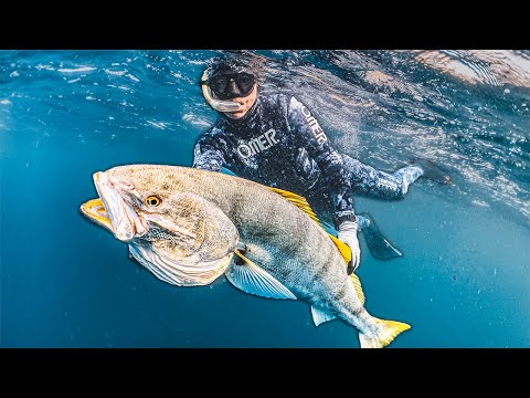 Spearfishing California For My Dream Fish | Giant White Sea Bass