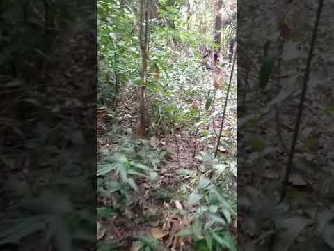 Veja o que fez com o pequeno jabuti é  impressionante See what he did with the jabuti is too much