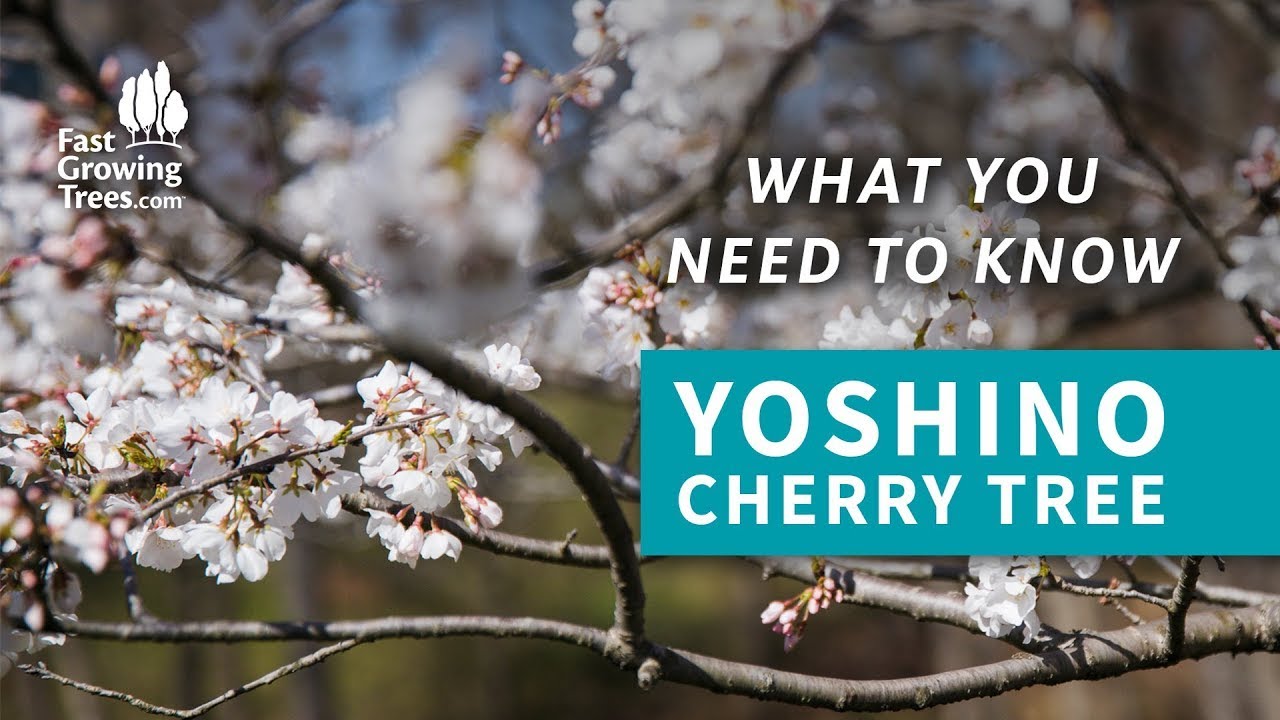 Yoshino Cherry Tree Growth Rate How Fast Does It Grow Fruit Faves yoshino-cherry-tree-growth-rate-how-fast-does-it-grow-fruit-faves