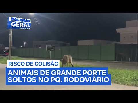 Animais de grande porte soltos nas ruas do Parque Rodoviário preocupam condutores em Campos