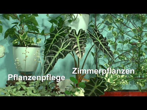 , title : 'Pflanzenpflege und Vermehrung mit String of Pearls, Mango, Begonie vermehren und Alocasia im Wasser'