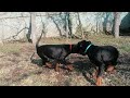 Doberman Pinscher puppy for sale